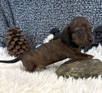 AKC Max, a female Miniature Dachshund for sale in Batesville, AR – 2 of 4