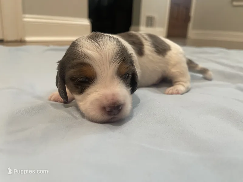 Jax – Miniature Dachshund puppy for sale in Buford, GA
