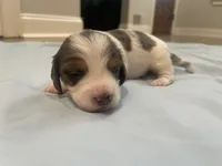 Jax, a male Miniature Dachshund for sale in Buford, GA – 1 of 6