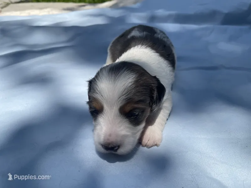 Jax – Miniature Dachshund puppy for sale in Buford, GA