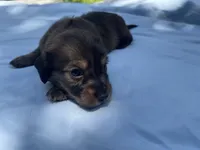 Honey, a female Miniature Dachshund for sale in Buford, GA – 4 of 6