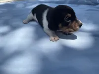 Chip, a male Miniature Dachshund for sale in Buford, GA – 1 of 4