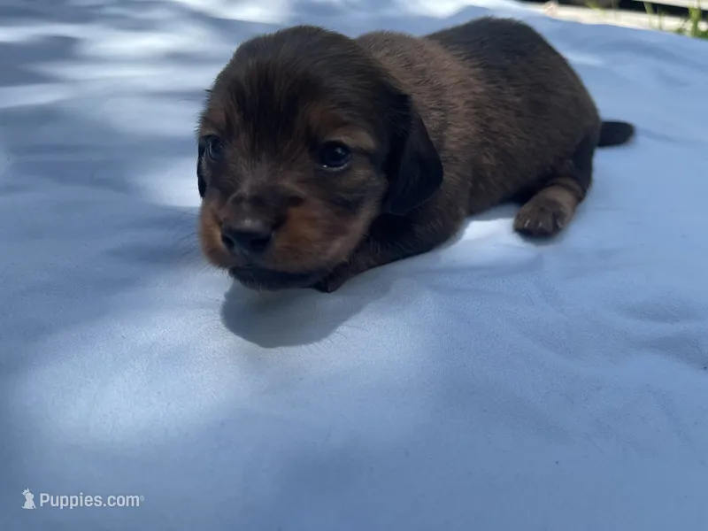 Button – Miniature Dachshund puppy for sale in Buford, GA