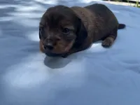 Button, a female Miniature Dachshund for sale in Buford, GA – 1 of 4