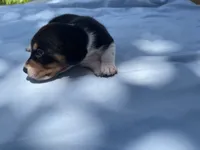 Chip, a male Miniature Dachshund for sale in Buford, GA – 2 of 4