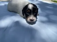 Pepper, a female Miniature Dachshund for sale in Buford, GA – 5 of 5