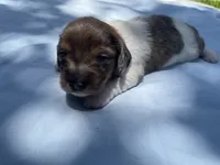 Dex, a male Miniature Dachshund for sale in Buford, GA – 3 of 5