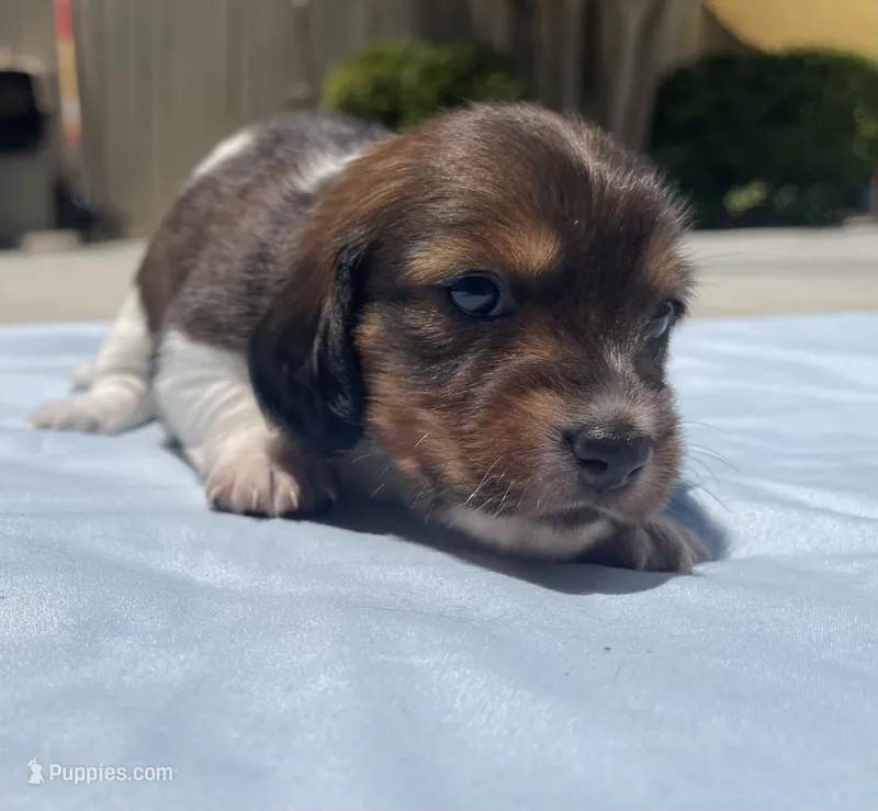Elsa – Miniature Dachshund puppy for sale in Buford, GA