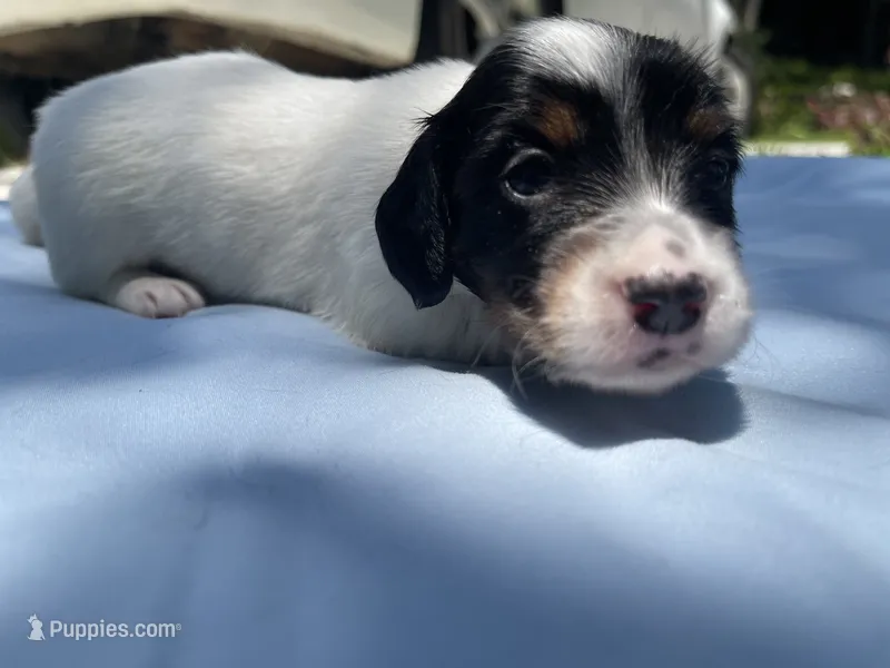 Pepper – Miniature Dachshund puppy for sale in Buford, GA