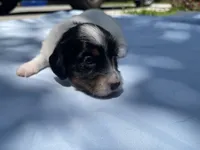 Pepper, a female Miniature Dachshund for sale in Buford, GA – 3 of 5