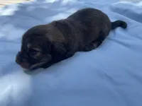 Honey, a female Miniature Dachshund for sale in Buford, GA – 2 of 6