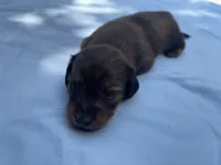 Button, a female Miniature Dachshund for sale in Buford, GA – 2 of 4