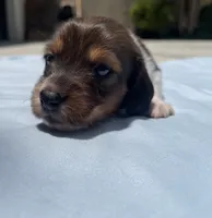 Elsa, a female Miniature Dachshund for sale in Buford, GA – 2 of 3