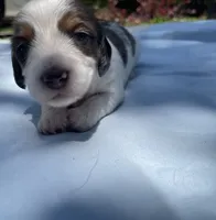 Jax, a male Miniature Dachshund for sale in Buford, GA – 2 of 5