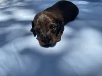 Alex, a male Miniature Dachshund for sale in Buford, GA – 3 of 4