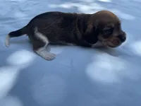 Cashew, a male Miniature Dachshund for sale in Buford, GA – 5 of 5