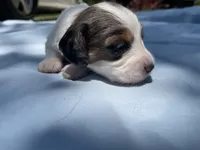 Jax, a male Miniature Dachshund for sale in Buford, GA – 3 of 5