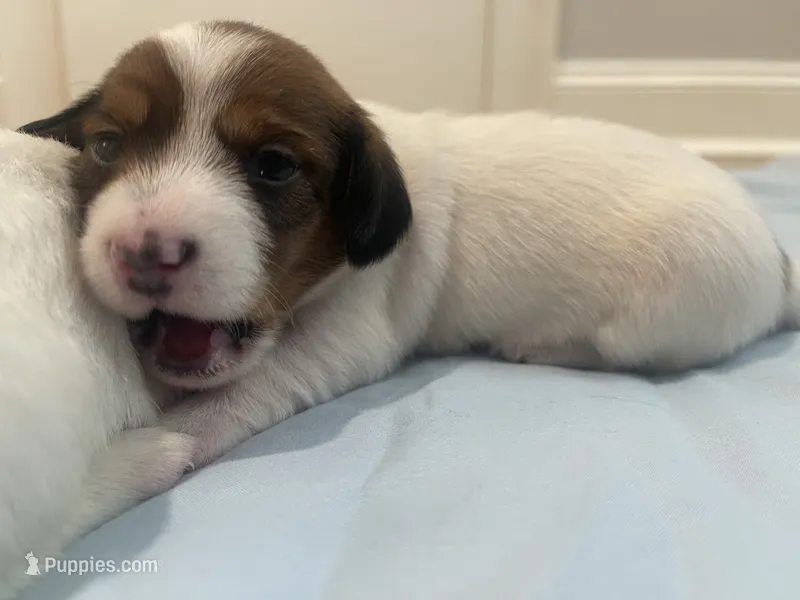 Clover – Miniature Dachshund puppy for sale in Buford, GA