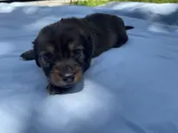 Honey, a female Miniature Dachshund for sale in Buford, GA – 5 of 6