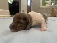 Dex, a male Miniature Dachshund for sale in Buford, GA – 3 of 5