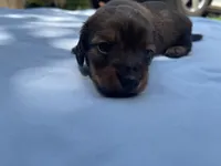 Button, a female Miniature Dachshund for sale in Buford, GA – 4 of 4