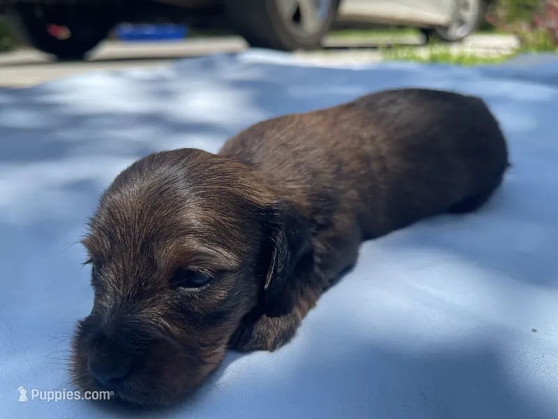 Alex – Miniature Dachshund puppy for sale in Buford, GA