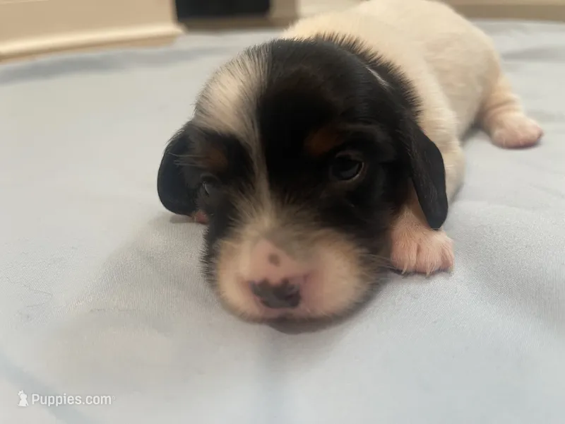 Pepper – Miniature Dachshund puppy for sale in Buford, GA