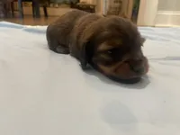 Alex, a male Miniature Dachshund for sale in Buford, GA – 3 of 3