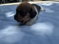Cashew, a male Miniature Dachshund for sale in Buford, GA – 2 of 5