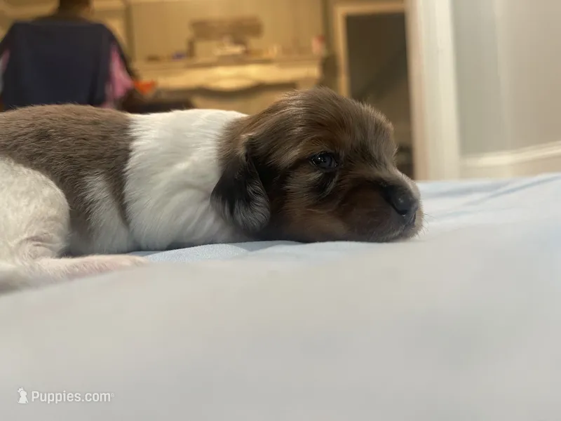 Dex – Miniature Dachshund puppy for sale in Buford, GA