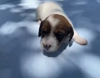 Clover, a female Miniature Dachshund for sale in Buford, GA – 4 of 4