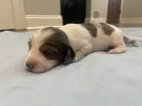 Jax, a male Miniature Dachshund for sale in Buford, GA – 6 of 6