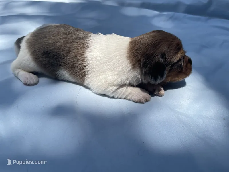 Dex – Miniature Dachshund puppy for sale in Buford, GA