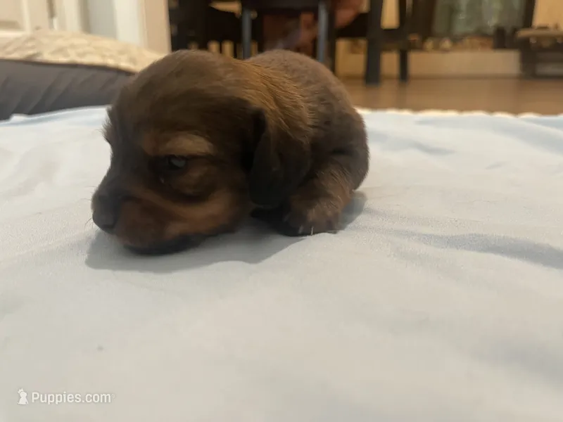 Alex – Miniature Dachshund puppy for sale in Buford, GA