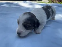 Jax, a male Miniature Dachshund for sale in Buford, GA – 5 of 5