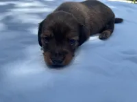 Button, a female Miniature Dachshund for sale in Buford, GA – 3 of 4