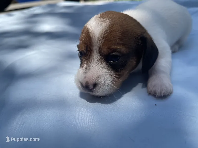 Clover – Miniature Dachshund puppy for sale in Buford, GA