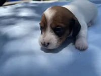 Clover, a female Miniature Dachshund for sale in Buford, GA – 1 of 4