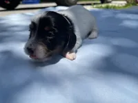 Pepper, a female Miniature Dachshund for sale in Buford, GA – 2 of 5