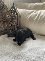 Pepper, a female Poodle - Toy  and Westiepoo for sale in Vancouver, WA – Photo 5 of 5