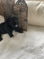 Pepper, a female Poodle - Toy  and Westiepoo for sale in Vancouver, WA – Photo 3 of 5