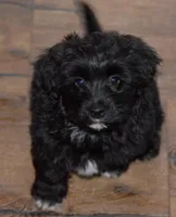 Pepper, a female Poodle - Toy  and Havapoo for sale in Vancouver, WA – Photo 4 of 5