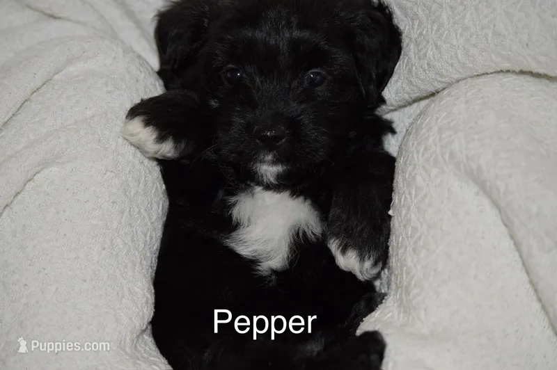 Pepper – Poodle - Miniature , Havapoo puppy for sale in Vancouver, WA