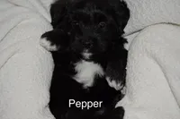 Pepper, a female Poodle - Miniature  and Havapoo for sale in Vancouver, WA – Photo 1 of 4