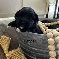 Pepper, a female Poodle - Miniature  and Havapoo for sale in Vancouver, WA – Photo 4 of 4