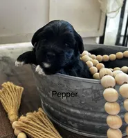 Pepper, a female Poodle - Toy  and Westiepoo for sale in Vancouver, WA – Photo 1 of 5