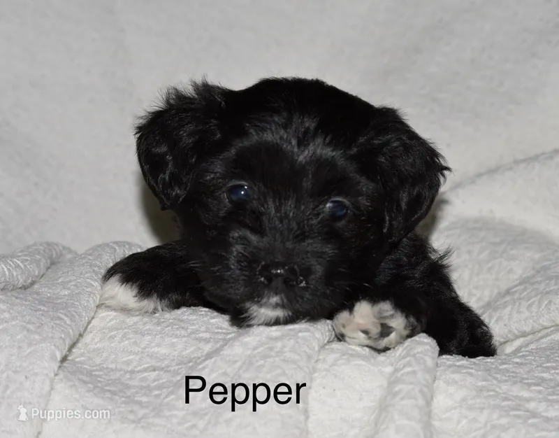 Pepper – Poodle - Toy , Havapoo puppy for sale in Vancouver, WA