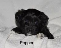 Pepper, a female Poodle - Miniature  and Havapoo for sale in Vancouver, WA – Photo 2 of 4