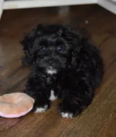 Pepper, a female Poodle - Toy  and Havapoo for sale in Vancouver, WA – Photo 5 of 5