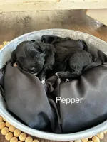 Pepper, a female Poodle - Toy  and Westiepoo for sale in Vancouver, WA – Photo 2 of 5